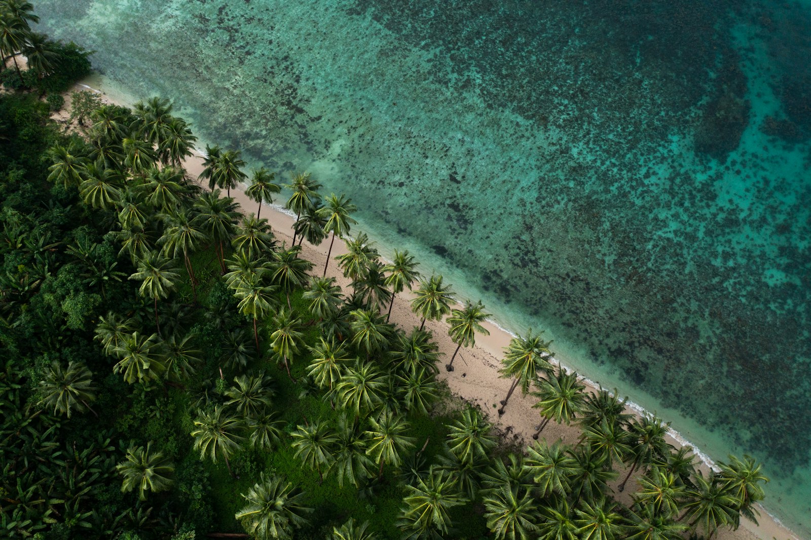 Vista aérea de una playa del Caribe con palmeras y agua turquesa